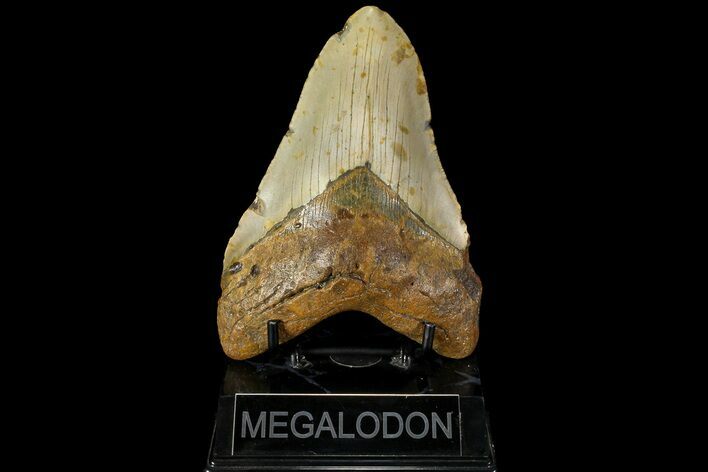 Fossil Megalodon Tooth - North Carolina #109779